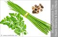 horseradish tree